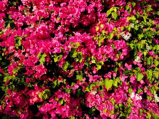 Bougainvillea Burst