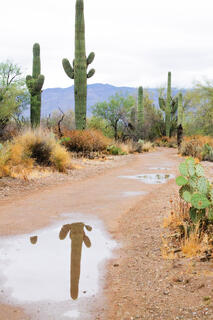 Cactus Portal