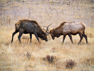 Locking Antlers