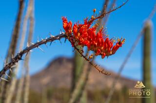 Ocotillo Blossom