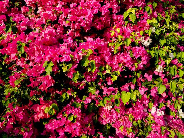 Bougainvillea Burst print