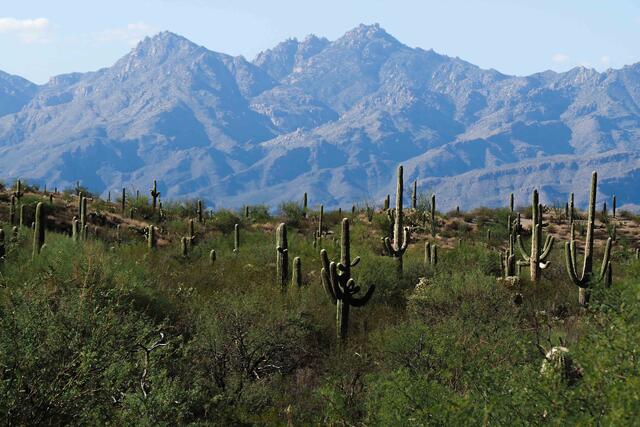 Catalinas and Saguaros print