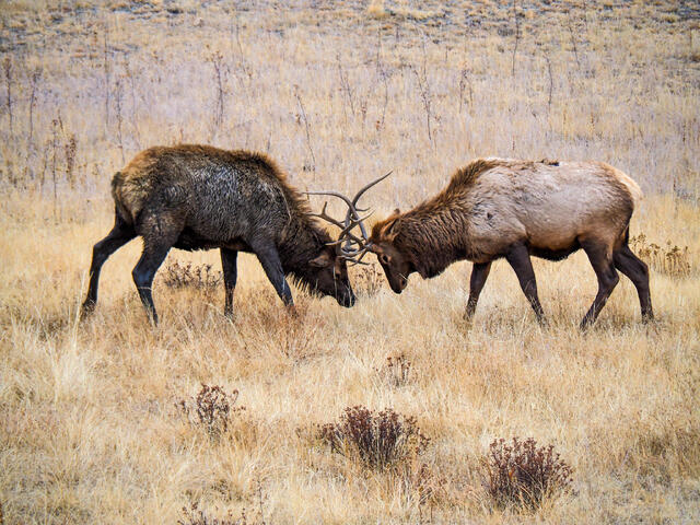 Locking Antlers print