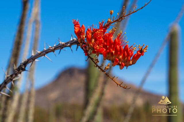 Ocotillo Blossom print