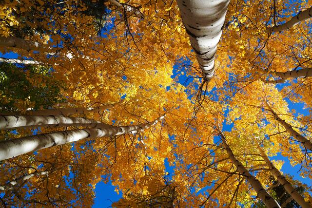 Show Low High Aspens print
