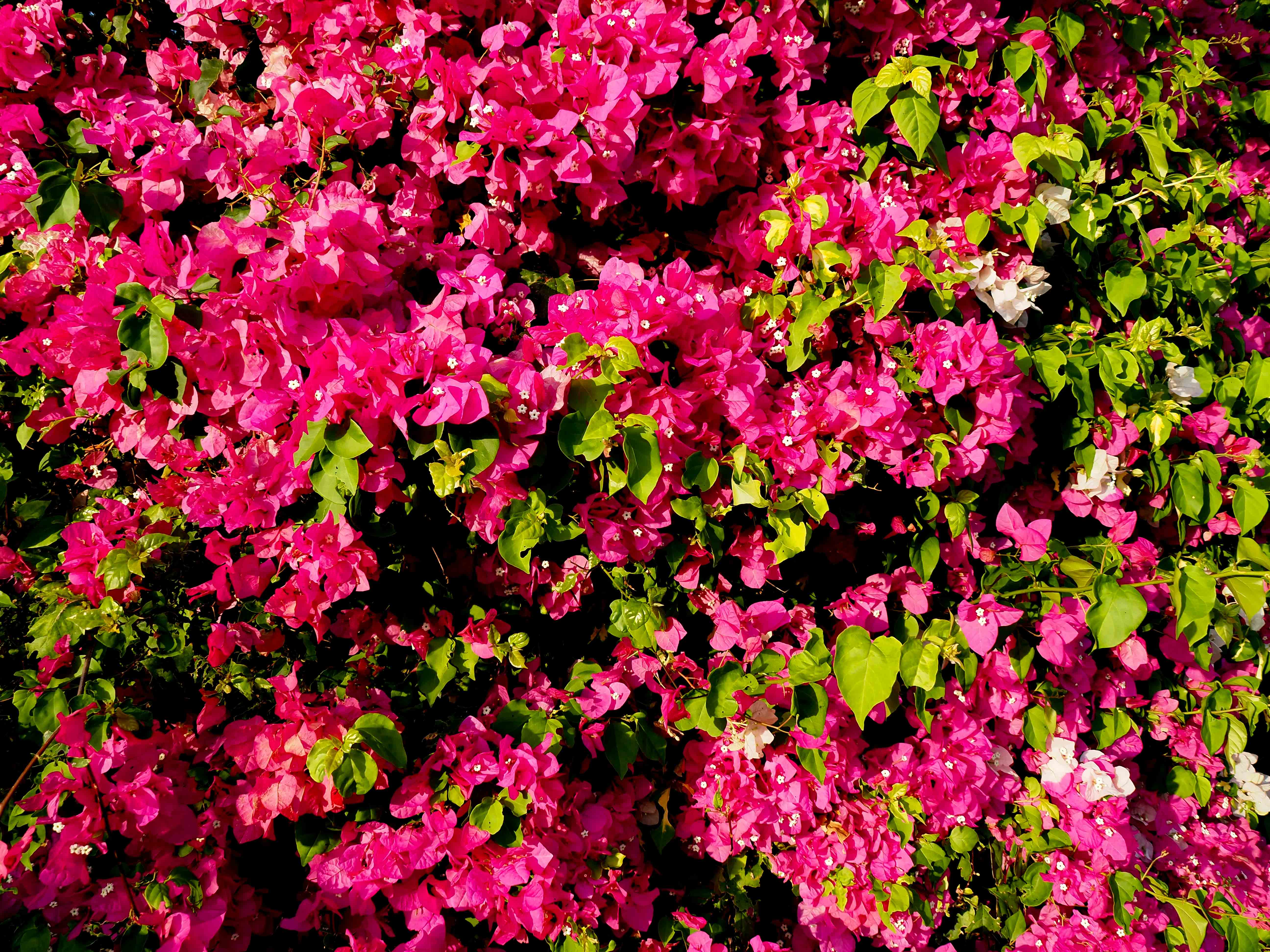 Bougainvillea Burst Photo by Cary Juvonen