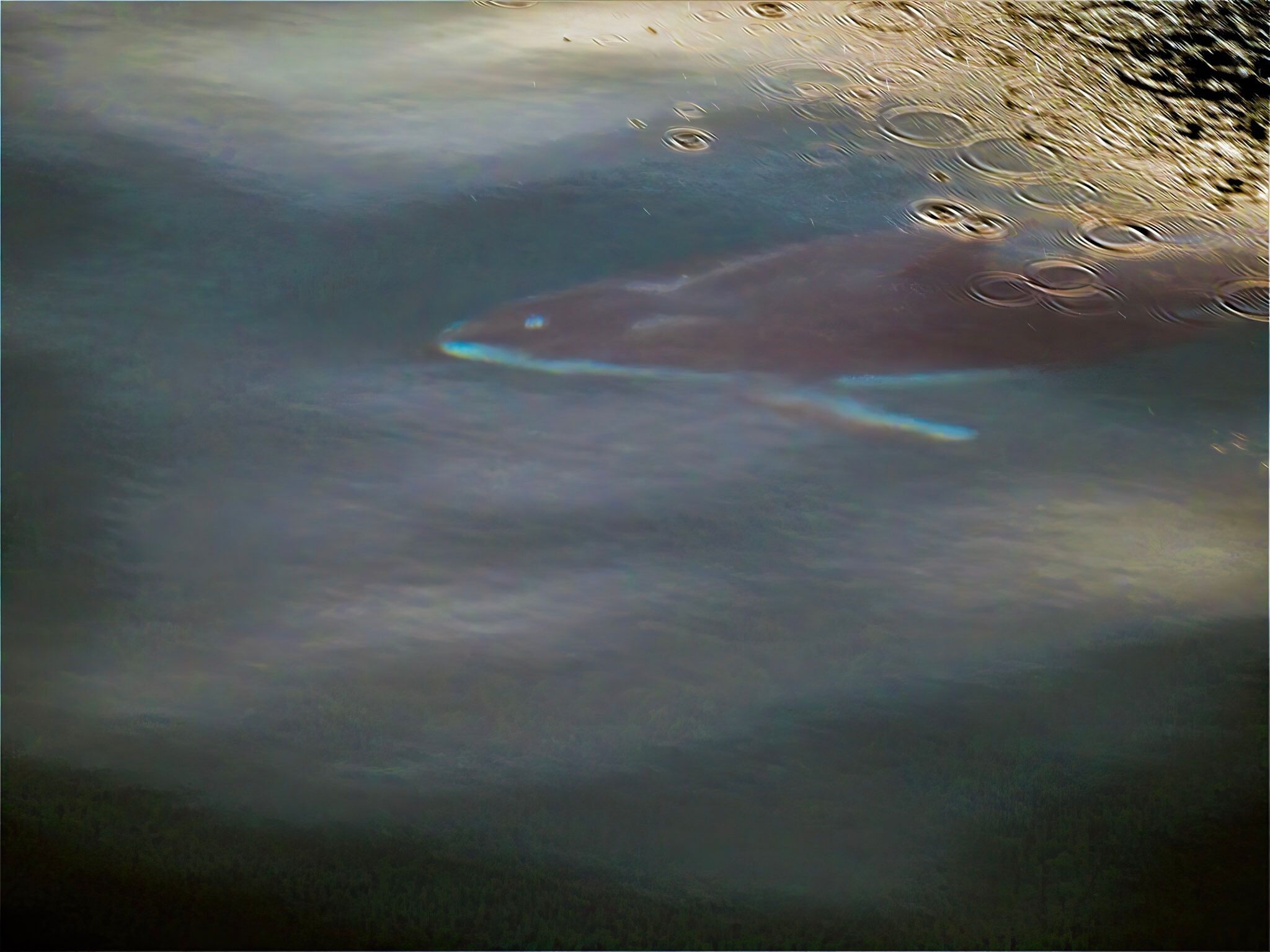 Diving Dolphin and Raindrops Photo by Cary Juvonen
