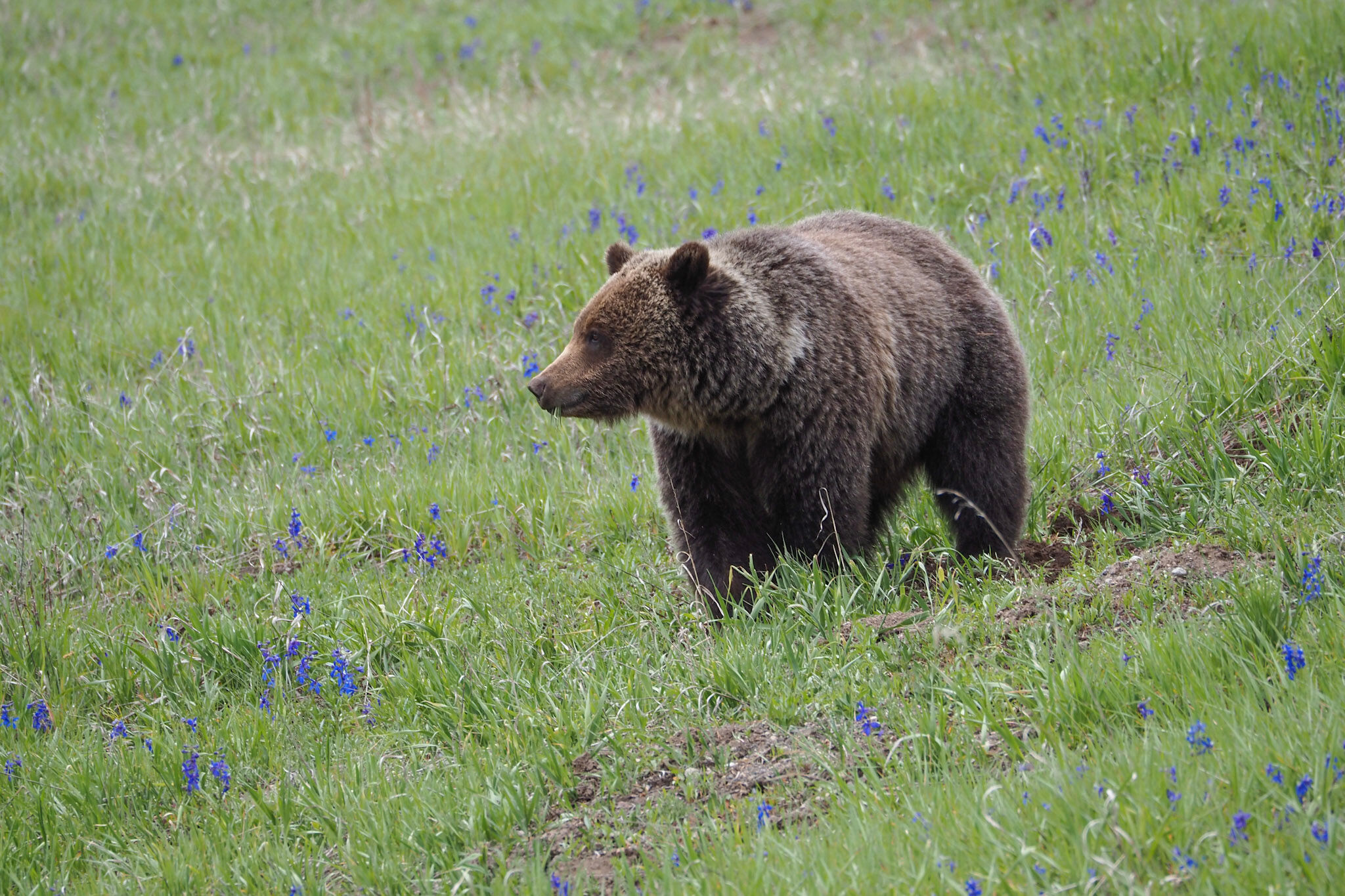 Grizzly and Lupines Photo by Cary Juvonen
