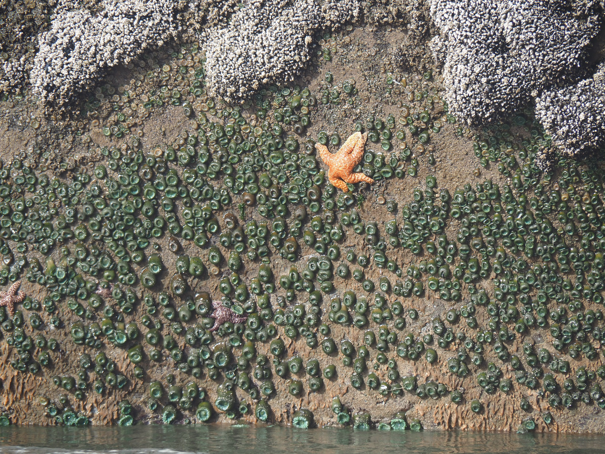 Stars and Groupies Photo by Cary Juvonen Sea anemones and two starfish at low tide, Kalaloch Beach, Washington